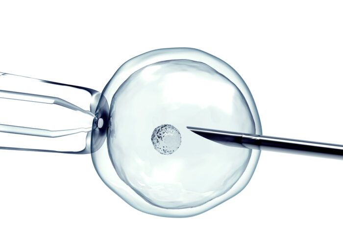 Vue microscopique d’un ovocyte fécondé en laboratoire dans le cadre d’une FIV, montrant l’injection d’un spermatozoïde comme étape du processus de fécondation in vitro.