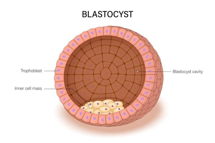 Schéma d’un blastocyste humain montrant le trophoblaste, la masse cellulaire interne et la cavité blastocèle. Le blastocyste est une étape clé du développement embryonnaire et de l’implantation.